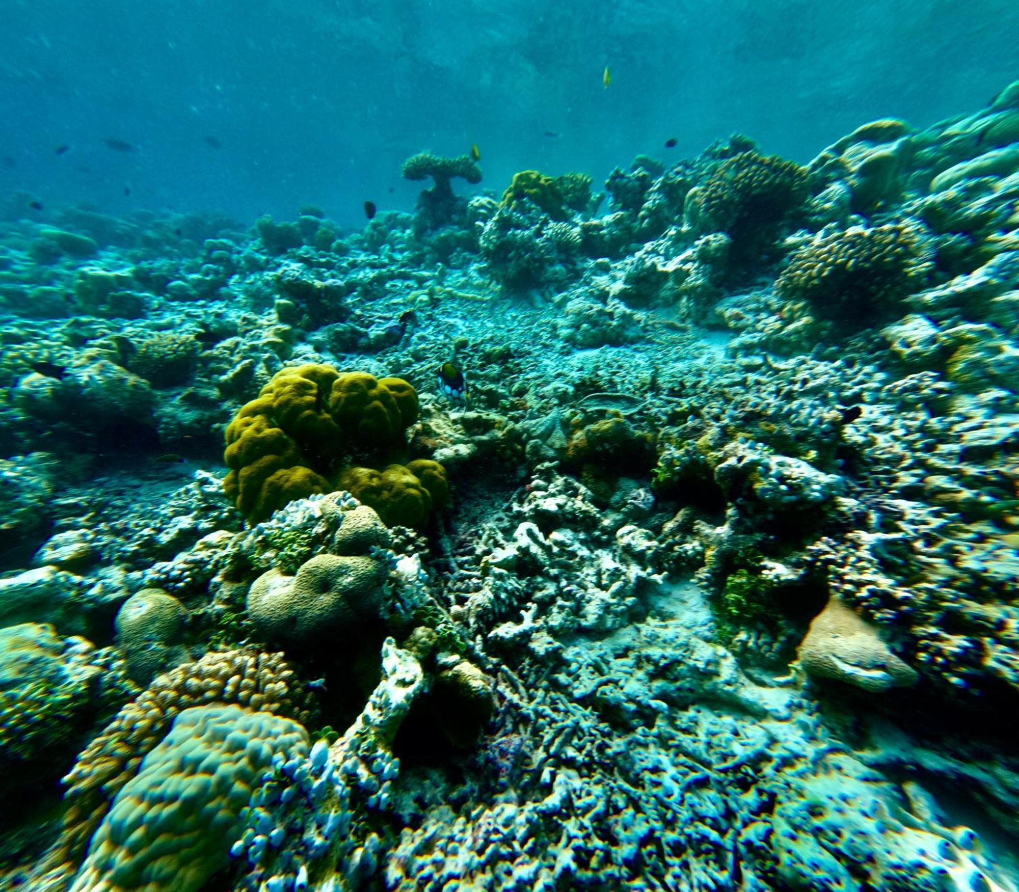 Viva Beach Maldives Hangnaameedhoo Luaran gambar